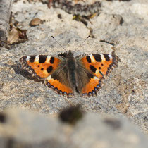 Kleiner Fuchs Aglais urticae