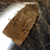 Feldholz-Wintereule Conistra rubiginosa