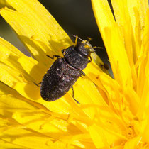 Vierpunktiger Kiefernprachtkäfer Anthaxia quadripunctata