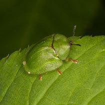 Grüner Schildkäfer Cassida viridis