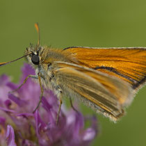 Rostfarbiger Dickkopffalter_Ochlodes sylvanus
