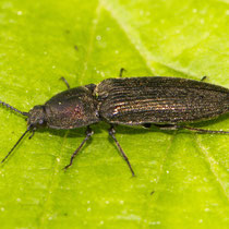 Schnellkäfer Elatridae sp