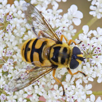 Totenkopfschwebfliege (Myathropha florea)