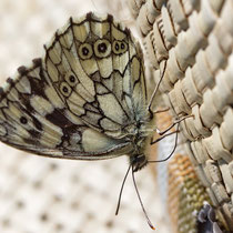 Schachbrettfalter_Melanargia galathea