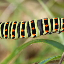 Schwalbenschwanz_Papilion machaon