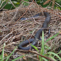 Ringelnatter Natrix natrix
