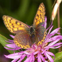 Brauner Feuerfalter Lycaena tityrus