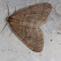 Kleiner Frostspanner Operropthera brumata