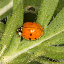 Asiatischer Marienkäfer Harmonia axyridis