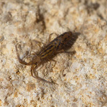 Orchesella villosa