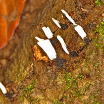 Geweihförmige Holzkeule Xylaria hypoxylon