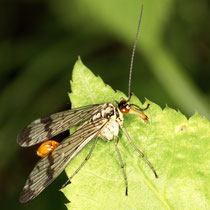 Skorpionsfliege Panorpa communis