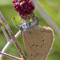 Dunkler Wiesenknopf-Ameisenbläuling Phengaris nausithous