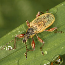 Phyllobius calceratus