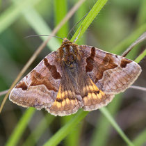 Braune Tageule Euclidia glyphica