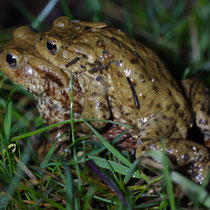 Erdkröte (Bufo bufo)