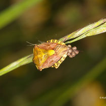 Beerenwanze Dolycoris baccarum