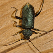 Blauvioletter Scheibenbock Callidium violaceum