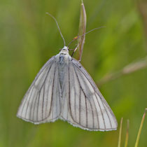 Hartheuspanner Siona lineata