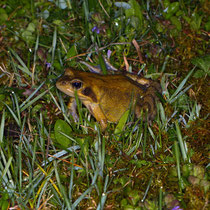  Grasfrosch Rana temporaria 
