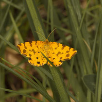 Fleckenspanner Pseudopanthera macularia