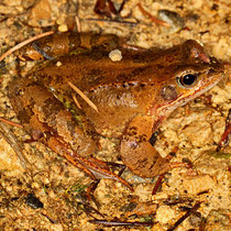  Grasfrosch Rana temporaria 