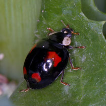 Asiatischer Marienkäfer Harmonia axyridis