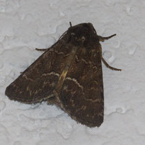 Gelbflügel-Raseneule Thalpophila matura