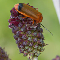 Roter Weichkäfer Rhagonycha fulva