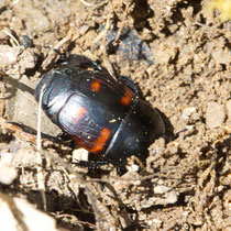 Waldmistkäfer  Anoplotrupes stecorosus