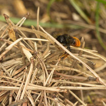 Zweifarbige Schneckenhausbiene Osmia bicolor