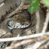 Ringelnatter Natrix natrix