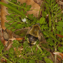 Skabiosenschwärmer_Hemaris tityus