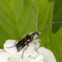 Gefleckter Halsbock Anoplodera sexguttata