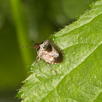 Schillerwanze Eysarcoris venustissimus