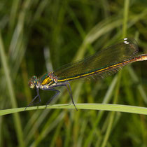 Westliche Weidenjungfer Chalcolestes viridis