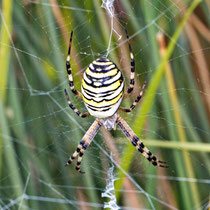 Wespenspinnen (Argiope bruenichi)