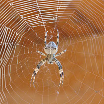 Gartenkreuzspinne Araneus diadematus