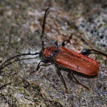 Rothaarbock Pyrrhidium sanguineum