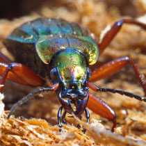 Goldglänzender Laufkäfer (Carabus auronitens)