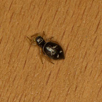 Hillophanus ssp
