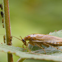 Bernsteinwaldschabe Ectobius vittiventris