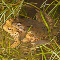  Grasfrosch Rana temporaria 