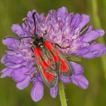Beilfleck-Widderchen Zygaena loti