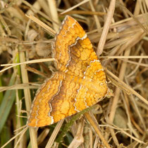Ockergelber Blattspanner_Camptogramma bilineata