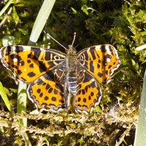 Landkärtchen Araschnia levana