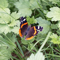 Admiral Vanessa atlanta