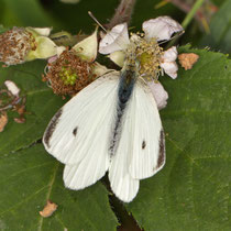 Kleiner Kohlweissling Pieris rapae