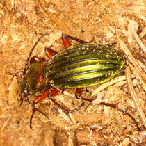 Goldglänzender Laufkäfer Carabus auronitens