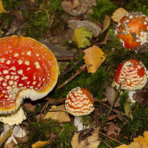 Fliegenpilz Amanita muscaria